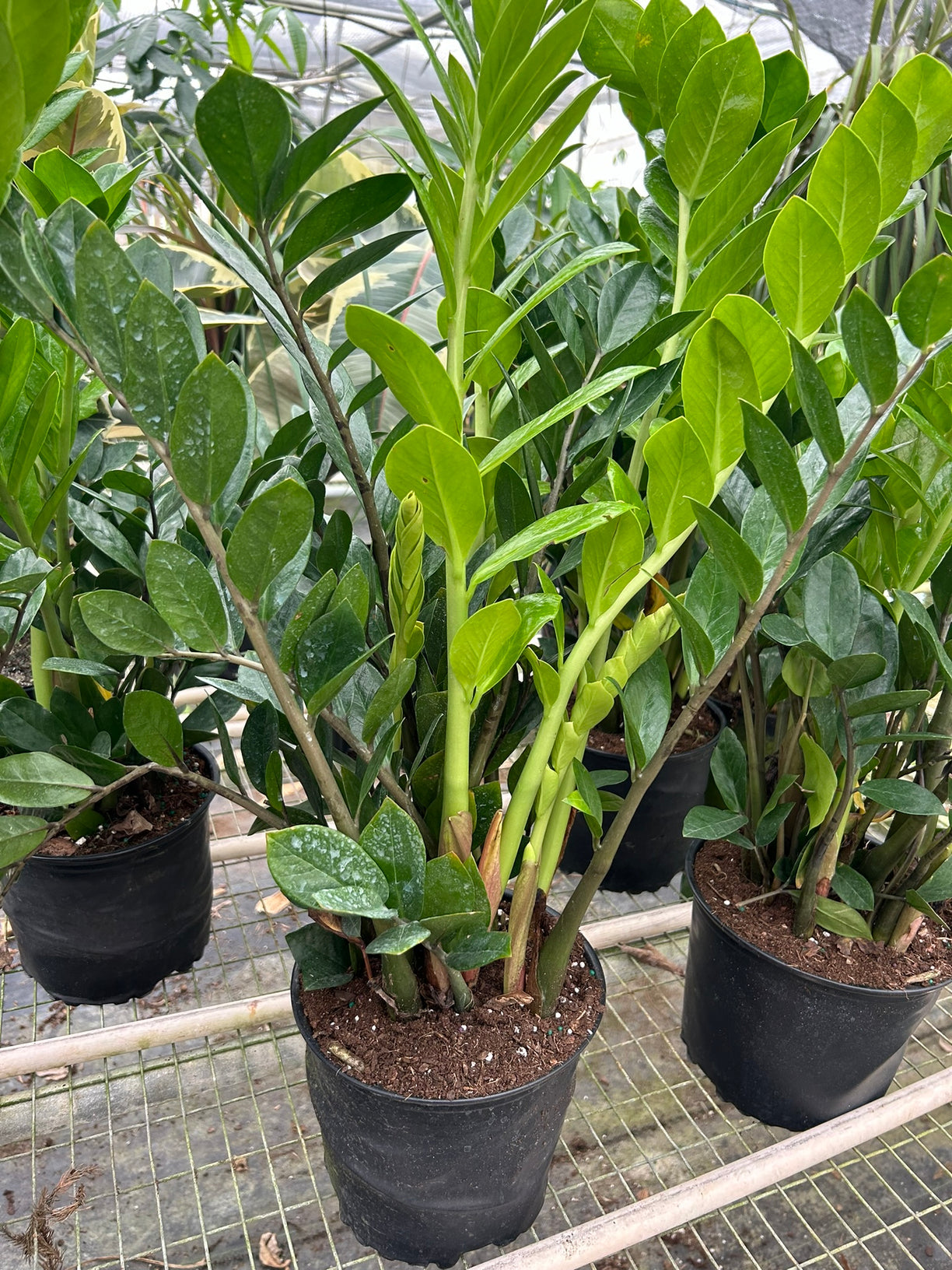 Zamioculcas Zamiifolia ZZ 4” NURSERY POT ONLY