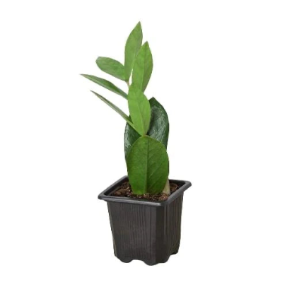 Zamioculcas Zamiifolia ZZ 4” NURSERY POT ONLY
