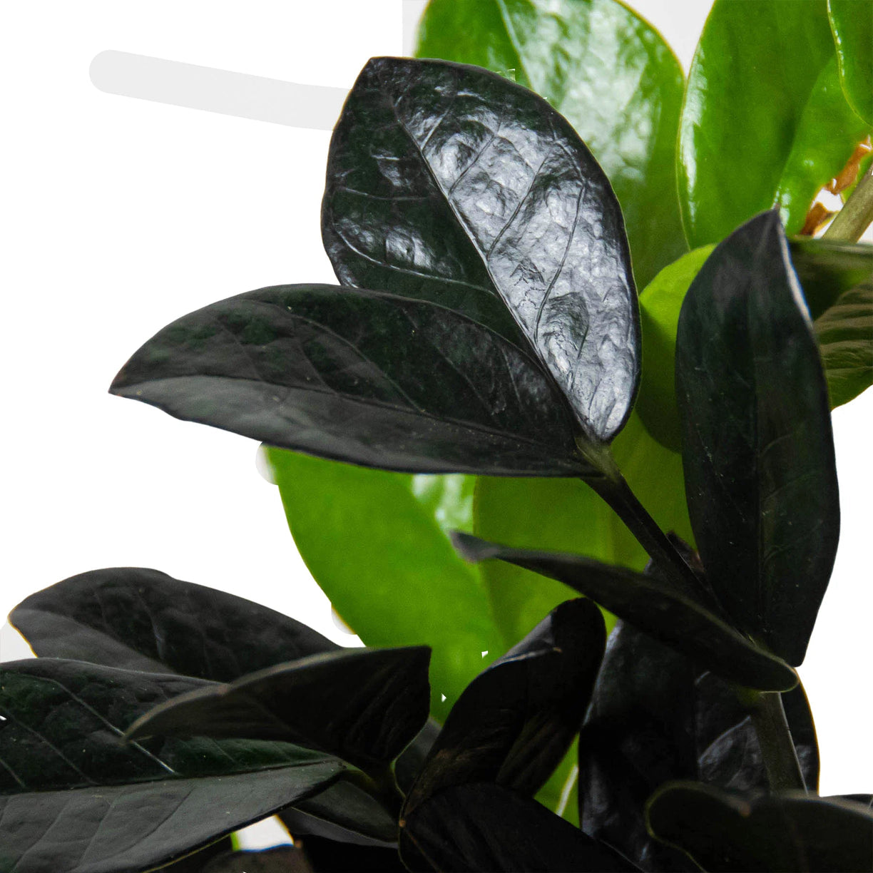 ZZ Zamioculcas 'Black Queen‘ 4" NURSERY POT ONLY