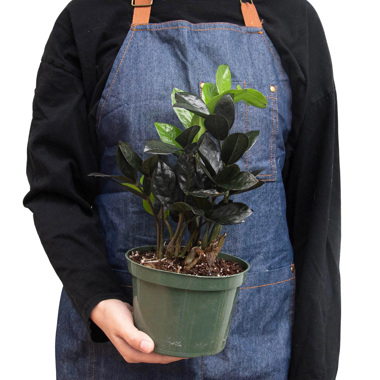 ZZ Zamioculcas 'Black Queen‘ 4" NURSERY POT ONLY