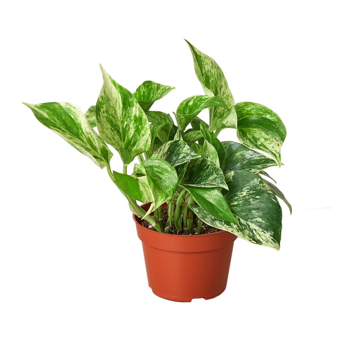 Pothos 'Marble Queen' 4”  NURSERY POT ONLY