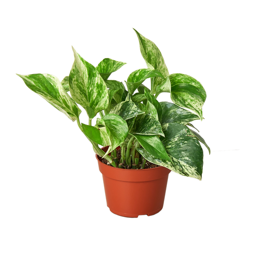 Pothos 'Marble Queen' 4”  NURSERY POT ONLY