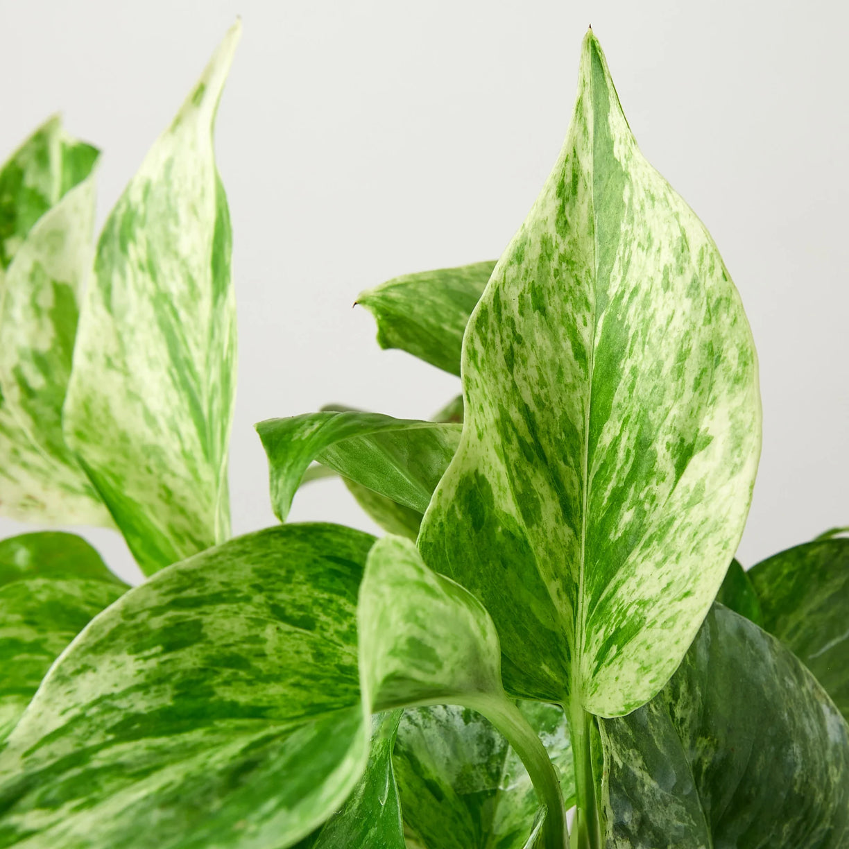 Pothos 'Marble Queen' 4”  NURSERY POT ONLY