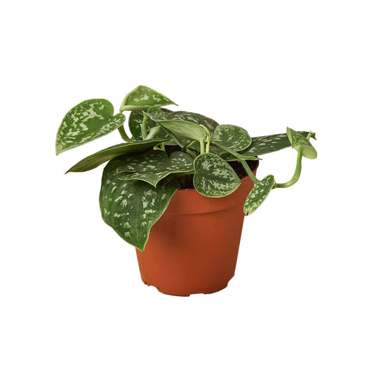 Pothos 'Satin' 4” NURSERY POT ONLY