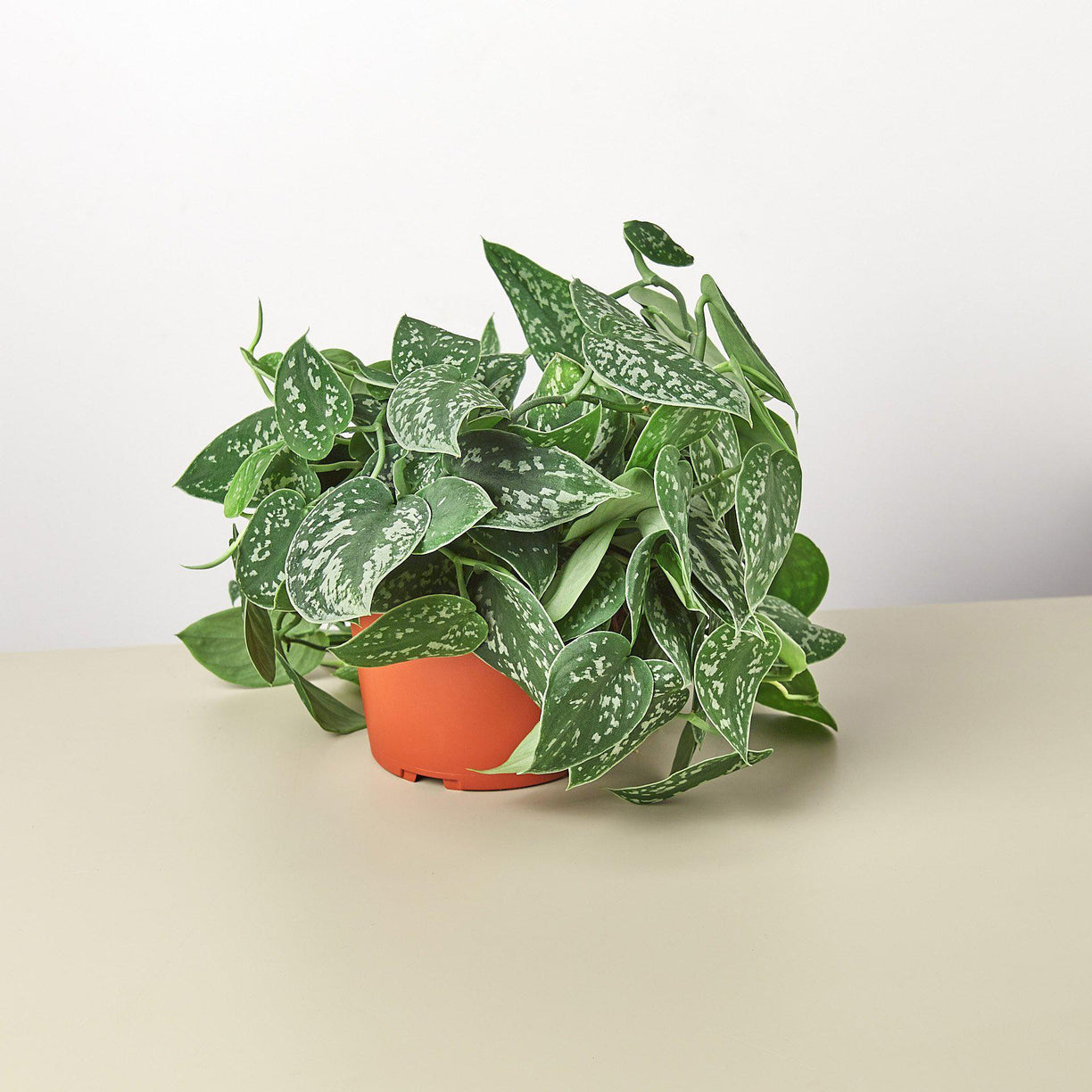 Pothos 'Satin' 4” NURSERY POT ONLY