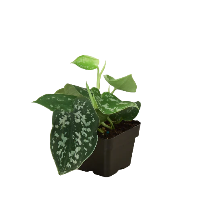 Pothos 'Satin' 4” NURSERY POT ONLY