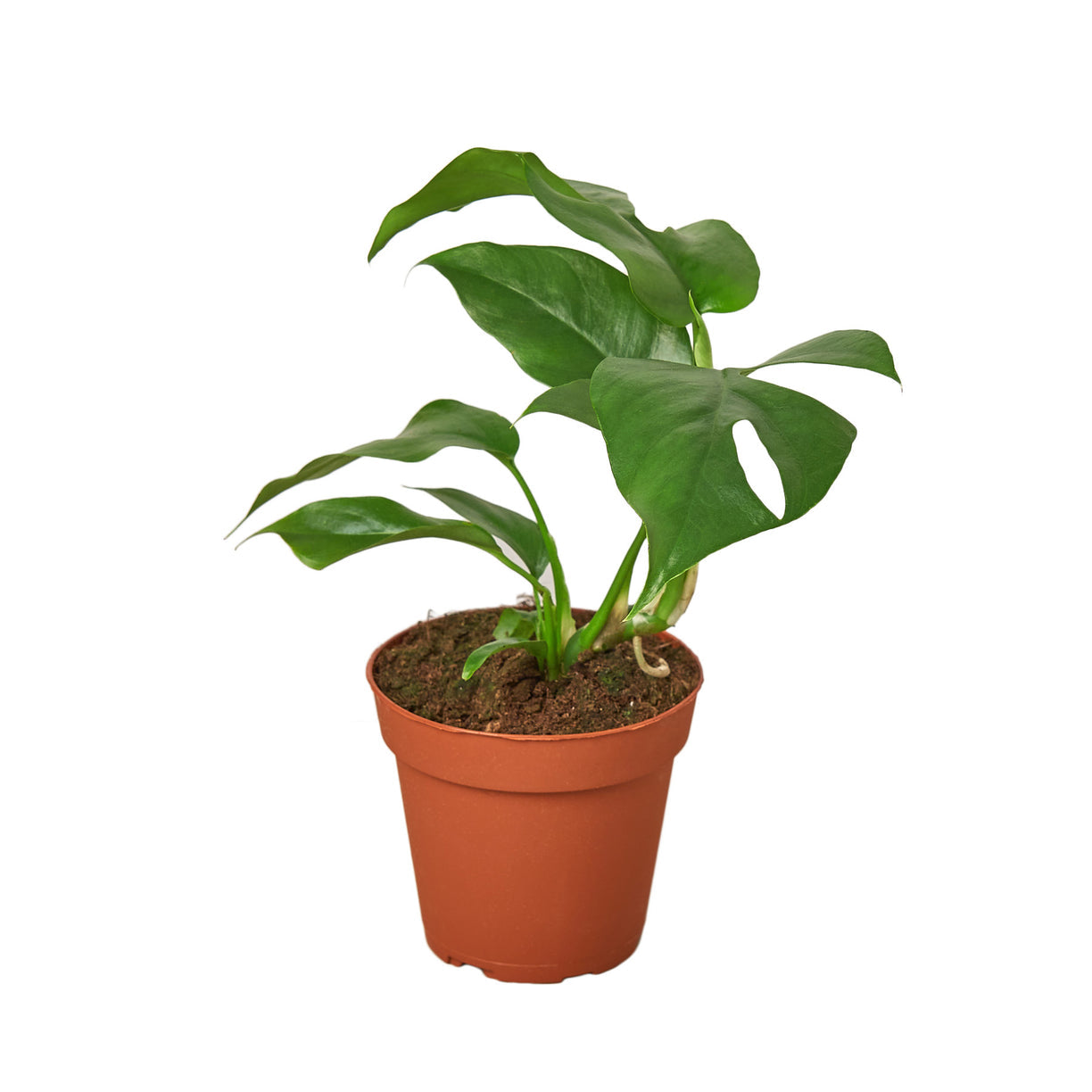 Philodendron Mini Monstera Minima 4”  NURSERY POT ONLY