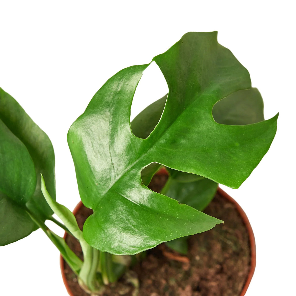 Philodendron Mini Monstera Minima 4”  NURSERY POT ONLY