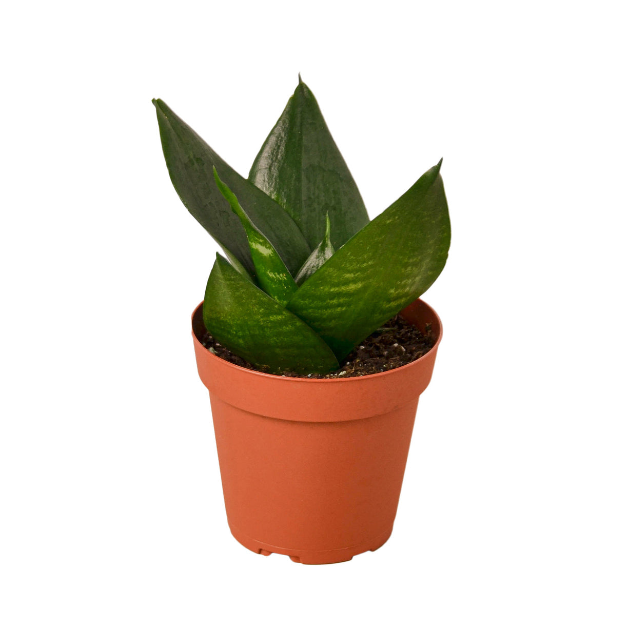 Snake Plant 'Jade' 4” NURSERY POT ONLY