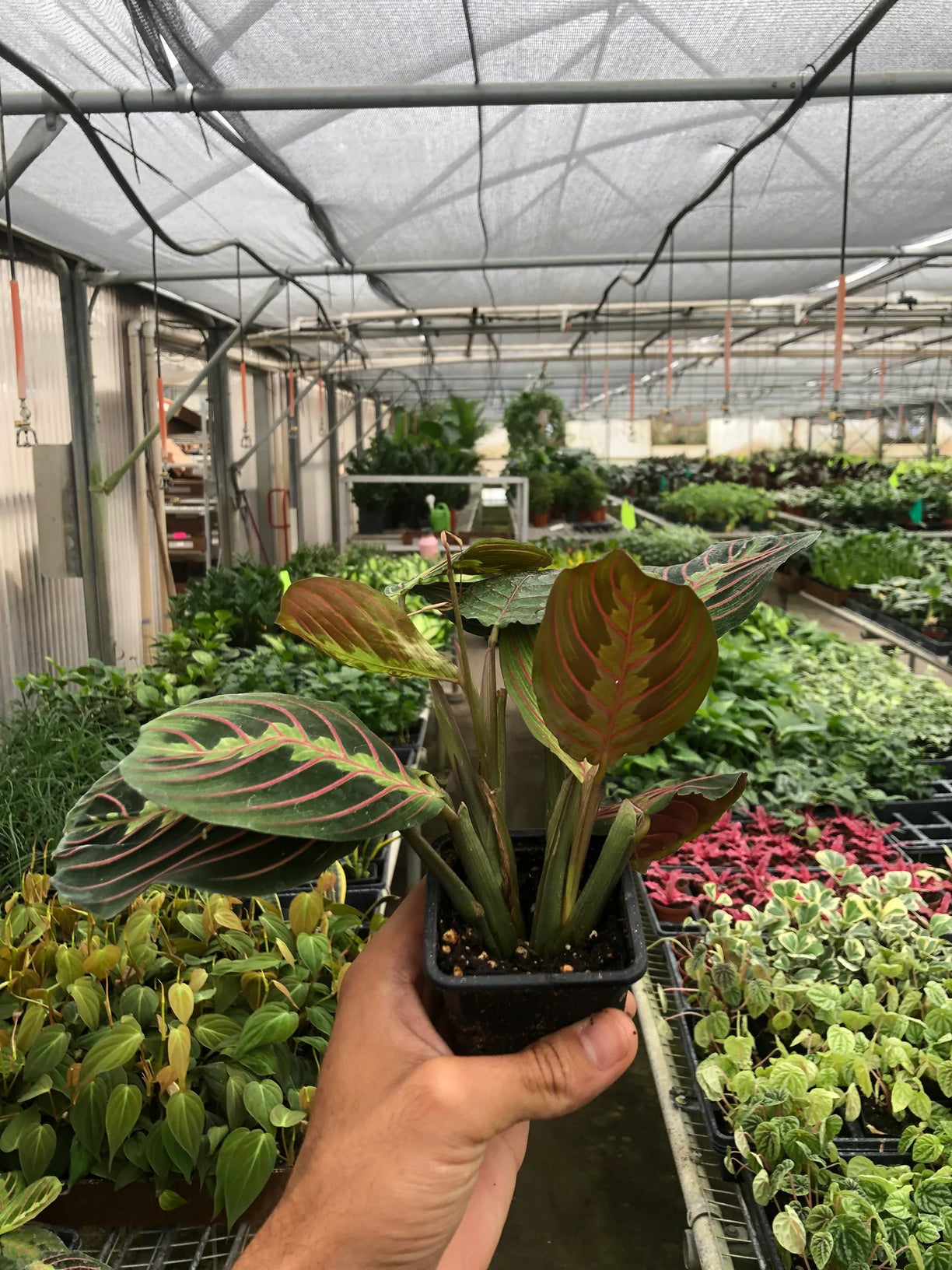 Maranta ‘Red Prayer’ 4” NURSERY POT ONLY