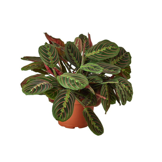 Maranta ‘Red Prayer’ 4” NURSERY POT ONLY