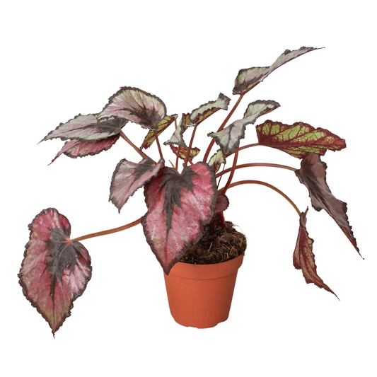 Begonia 'Rex' 4” NURSERY POT ONLY