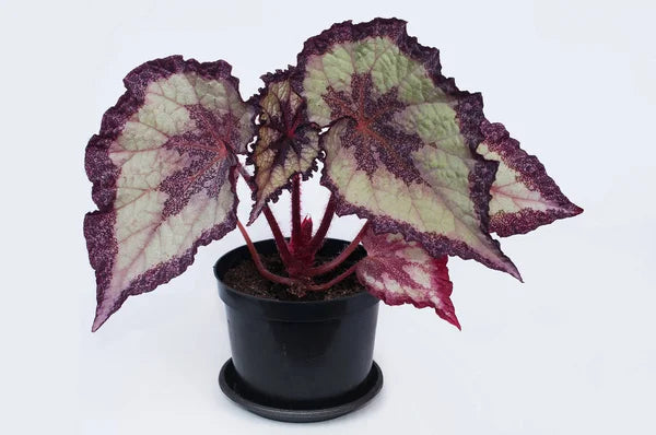 Begonia 'Rex' 4” NURSERY POT ONLY