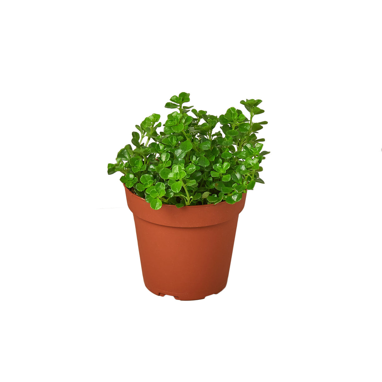 Nettle 'Baby's Tear' 4” NURSERY POT ONLY