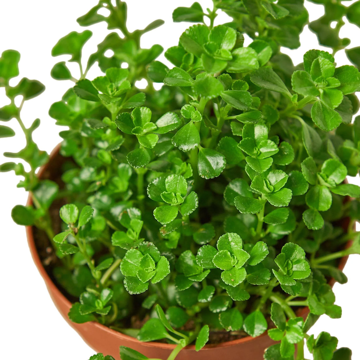 Nettle 'Baby's Tear' 4” NURSERY POT ONLY