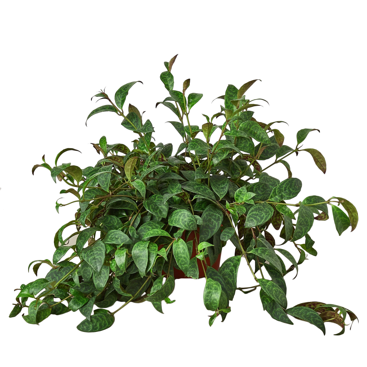 Lipstick Plant 4” NURSERY POT ONLY
