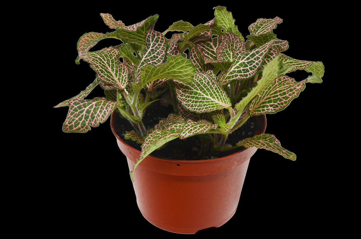 Fittonia 'Pink' 4” NURSERY POT ONLY