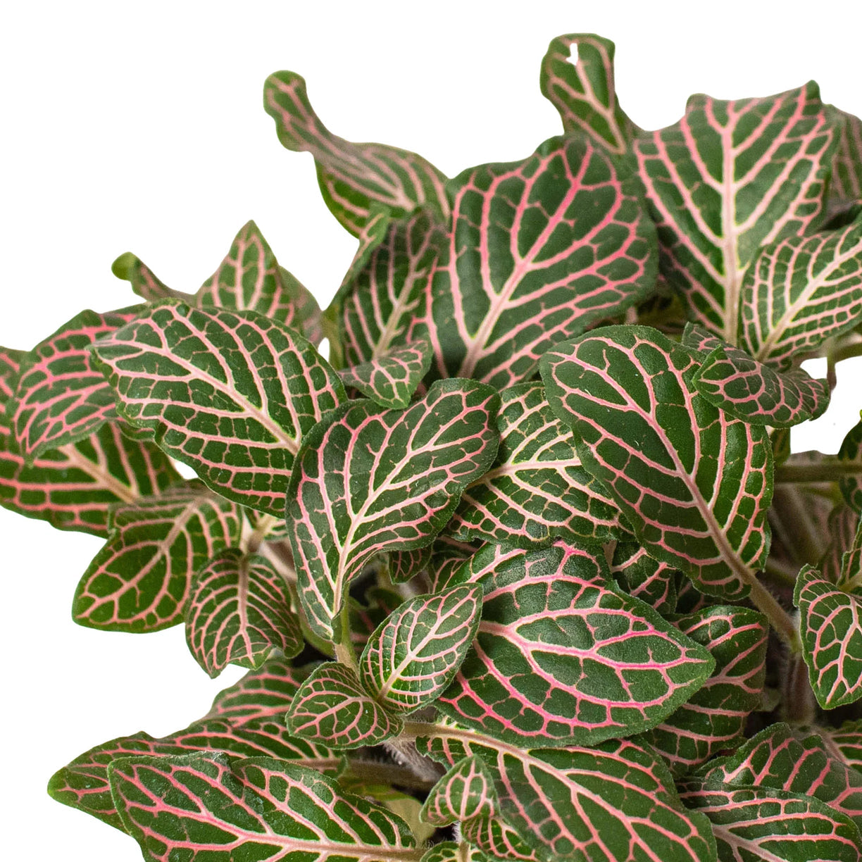 Fittonia 'Pink' 4” NURSERY POT ONLY