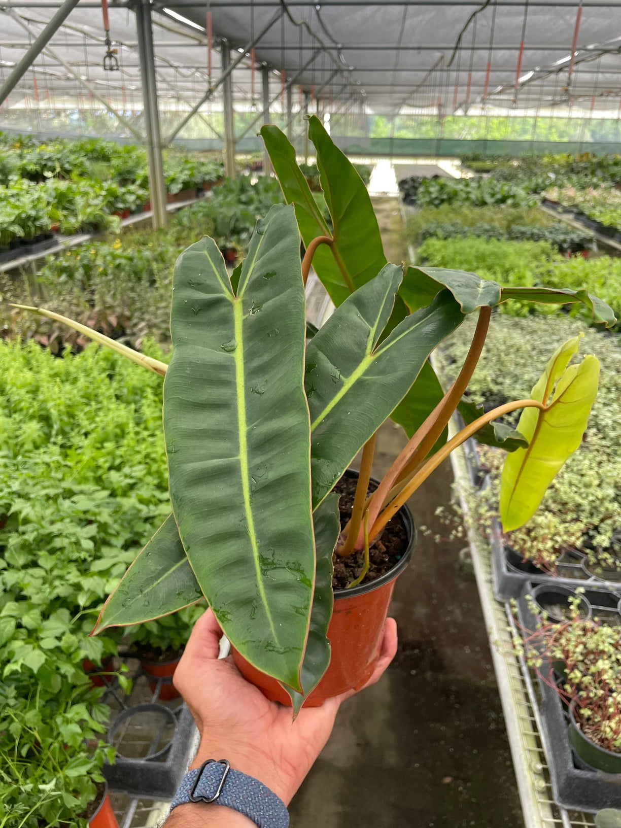 Philodendron 'Billietiae' 2” NURSERY POT ONLY