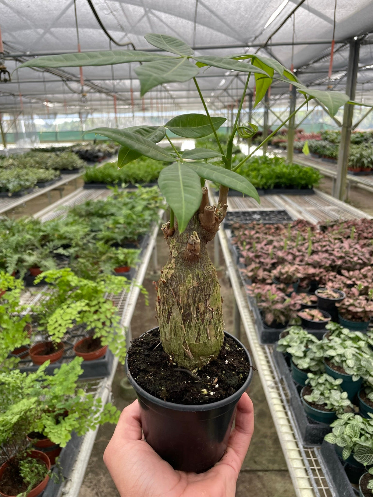 Money Tree 'Guiana Chestnut' Pachira Stump 4” NURSERY POT ONLY