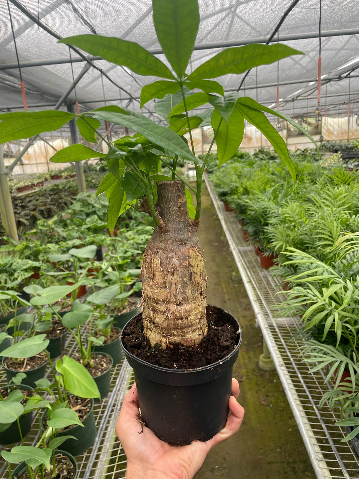 Money Tree 'Guiana Chestnut' Pachira Stump 4” NURSERY POT ONLY