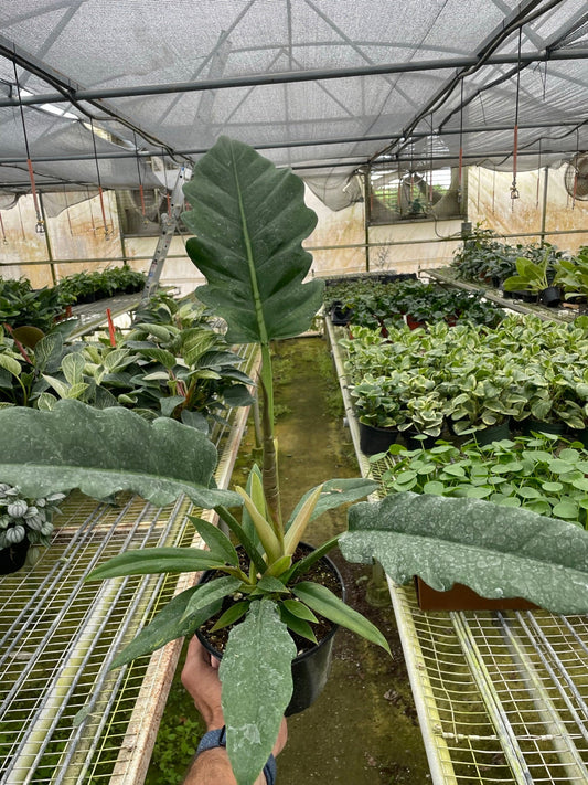 Philodendron 'Jungle Boogie' 4” NURSERY POT ONLY