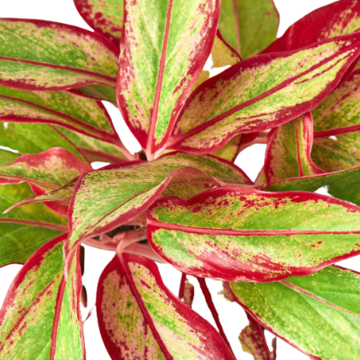 Chinese Evergreen 'Red Siam' 4” NURSERY POT ONLY