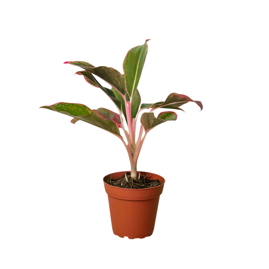 Chinese Evergreen 'Red Siam' 4” NURSERY POT ONLY