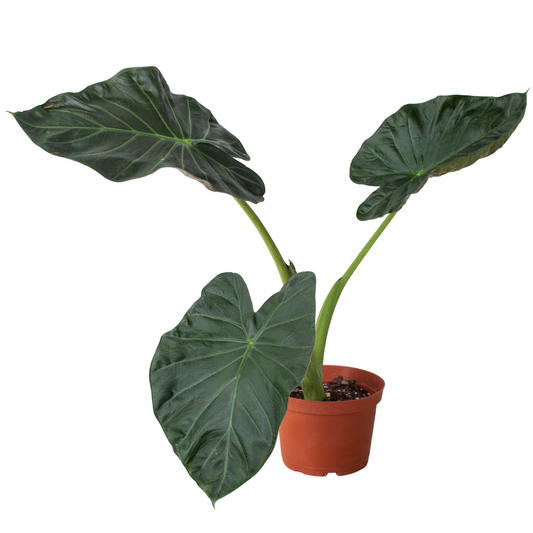 Alocasia 'Regal Shields' 4” NURSERY POT ONLY