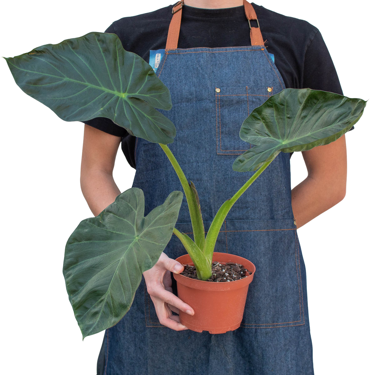 Alocasia 'Regal Shields' 4” NURSERY POT ONLY