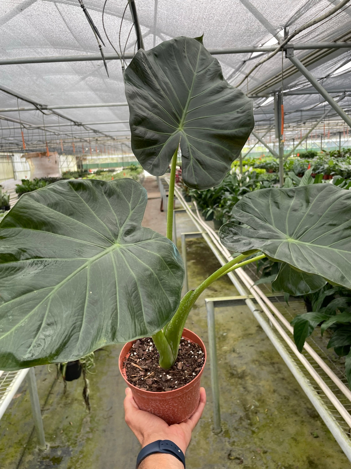 Alocasia 'Regal Shields' 4” NURSERY POT ONLY