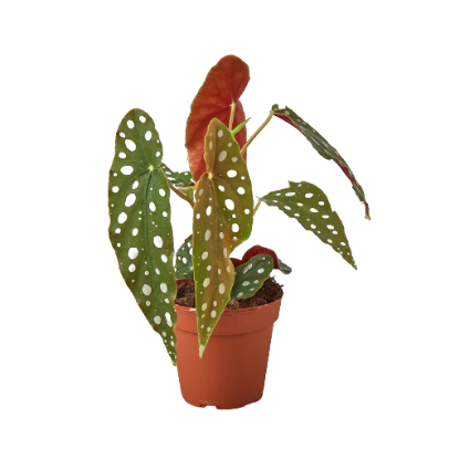 Begonia 'Maculata' 4” NURSERY POT ONLY