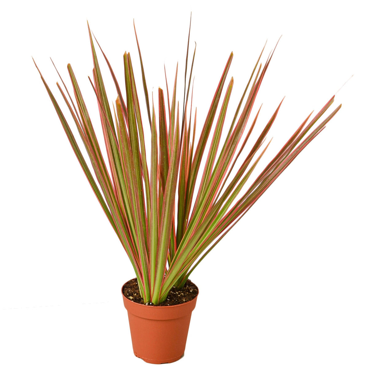 Dracaena 'Colorama' - 4" NURSERY POT ONLY