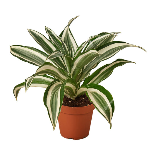 Dracaena 'Warneckii White Jewel' 4” NURSERY POT ONLY