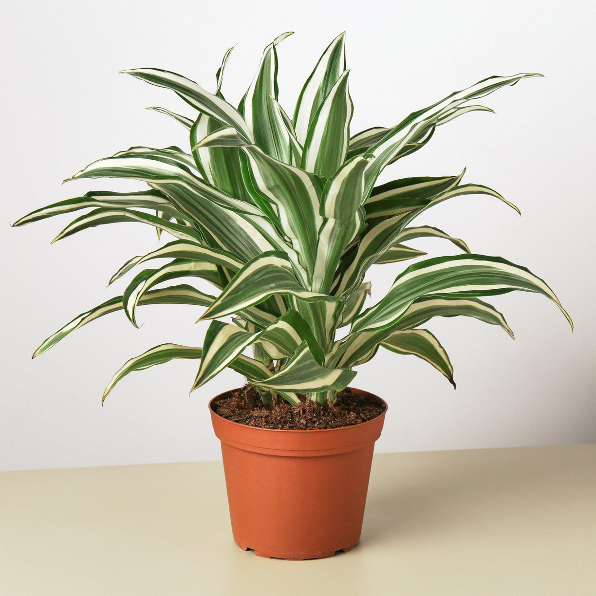 Dracaena 'Warneckii White Jewel' 4” NURSERY POT ONLY