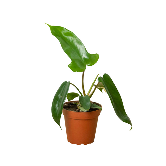 Philodendron 'Florida Green' 4” NURSERY POT ONLY
