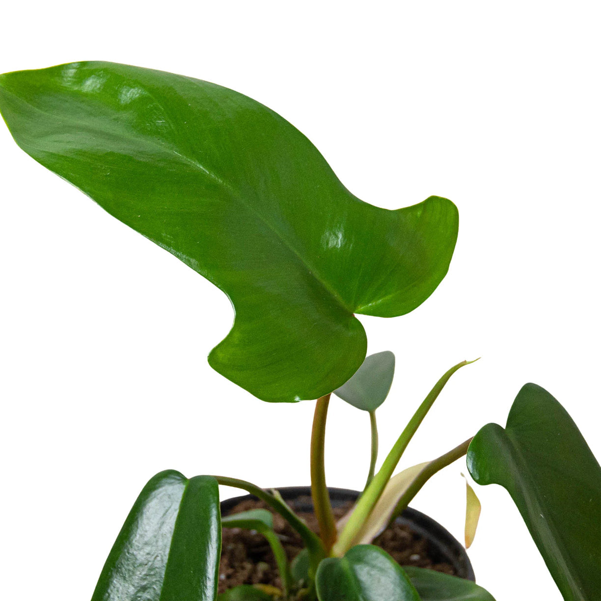 Philodendron 'Florida Green' 4” NURSERY POT ONLY