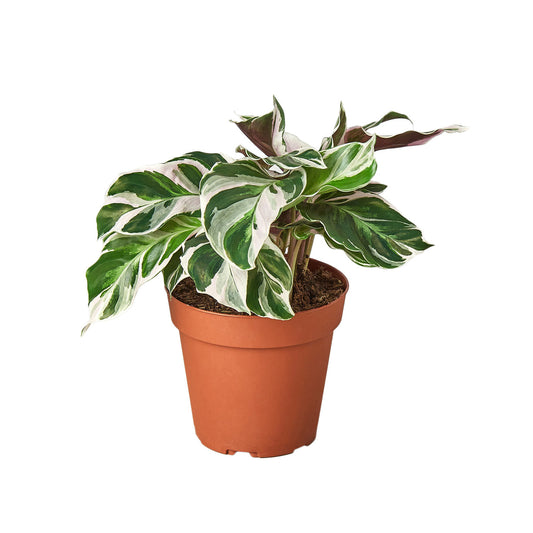Calathea 'White Fusion' 4” NURSERY POT ONLY