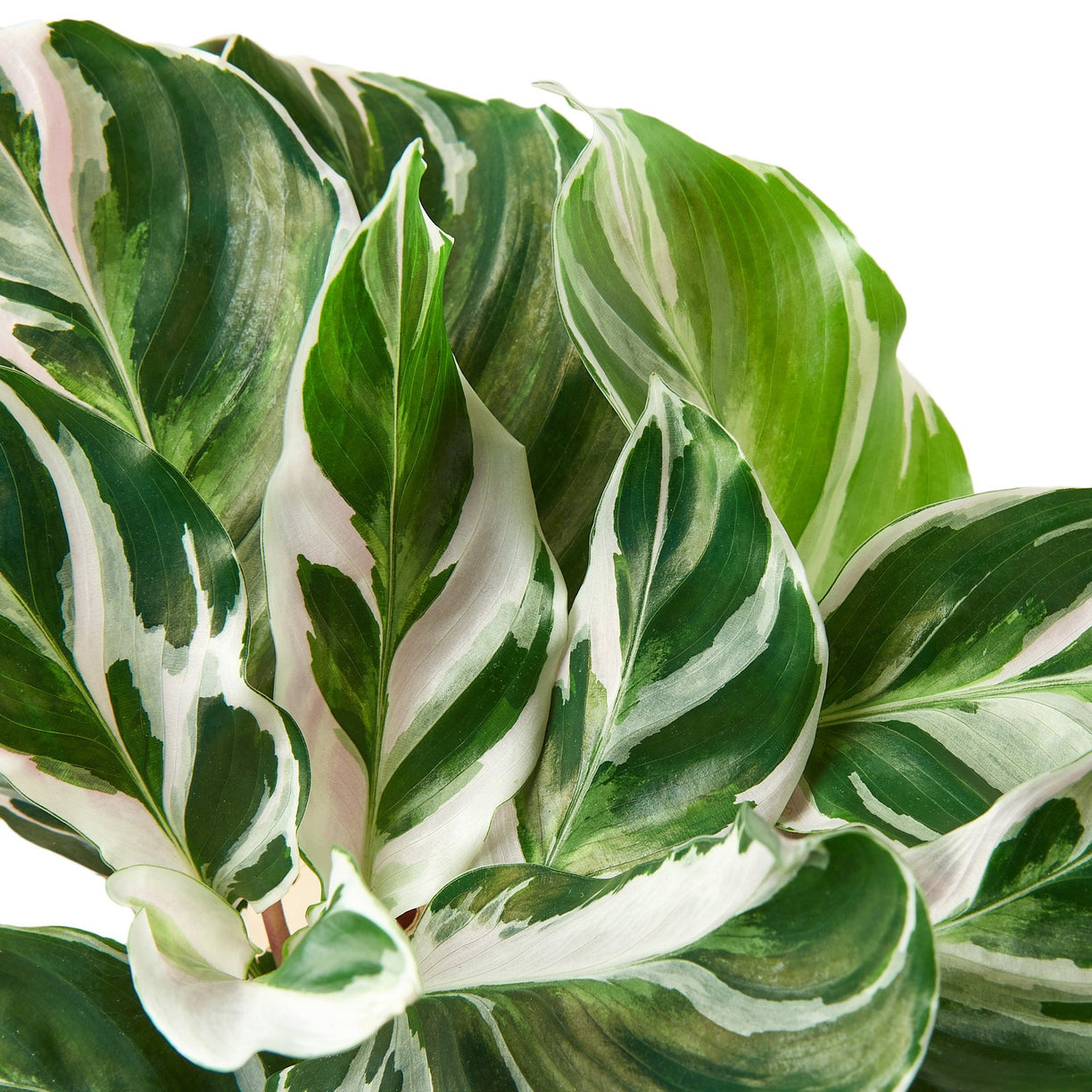 Calathea 'White Fusion' 4” NURSERY POT ONLY