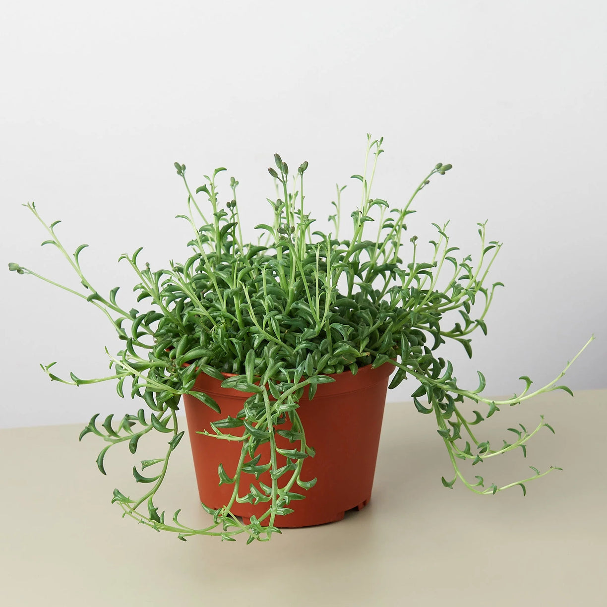 Succulent 'String of Dolphins' 4” NURSERY POT ONLY