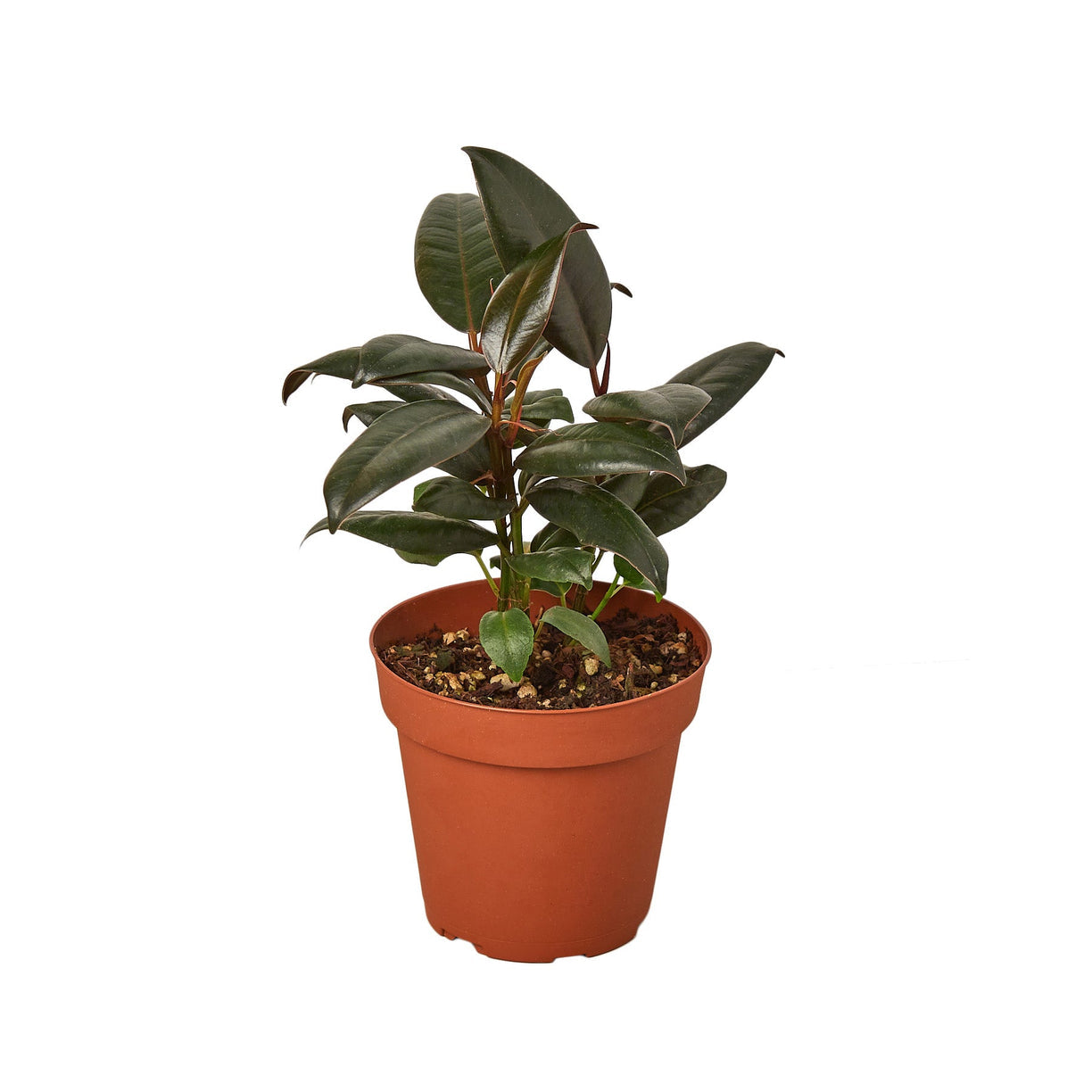 Ficus Elastica 'Burgundy' 4" NURSERY POT ONLY