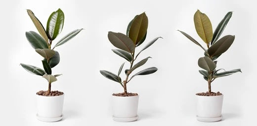 Ficus Elastica 'Burgundy' 4" NURSERY POT ONLY