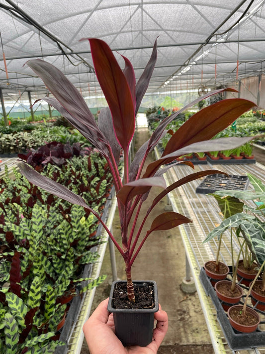 Cordyline 'Calypso Queen' 3” NURSERY POT ONLY
