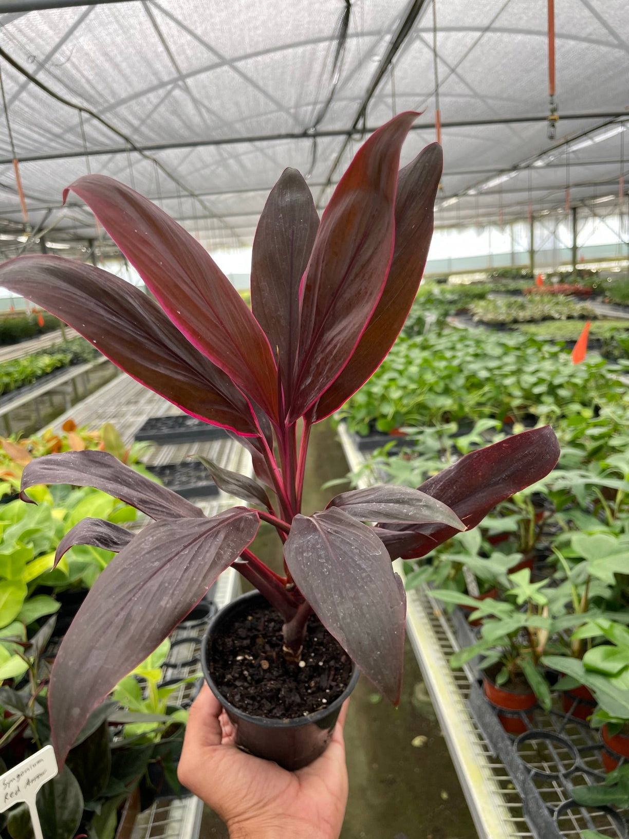 Cordyline 'Calypso Queen' 3” NURSERY POT ONLY