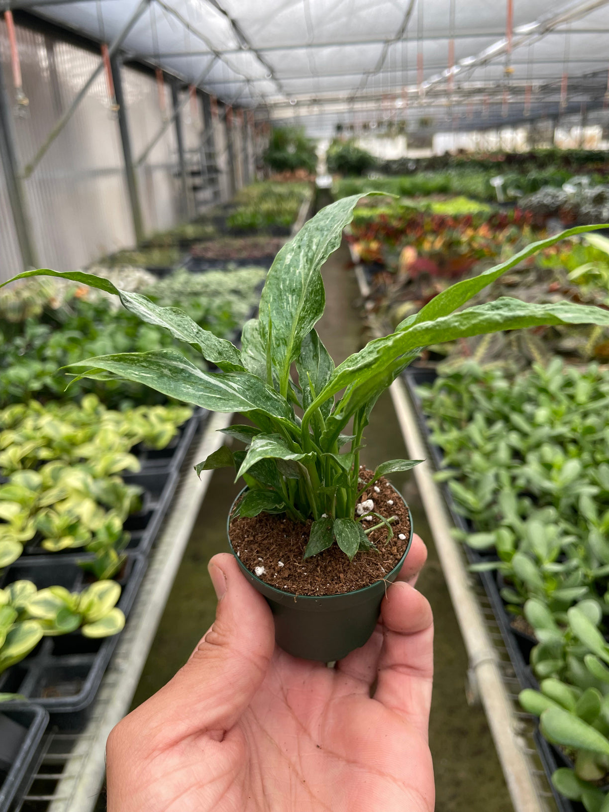 Variegated Spathiphyllum 'Domino' 4” NURSERY POT ONLY