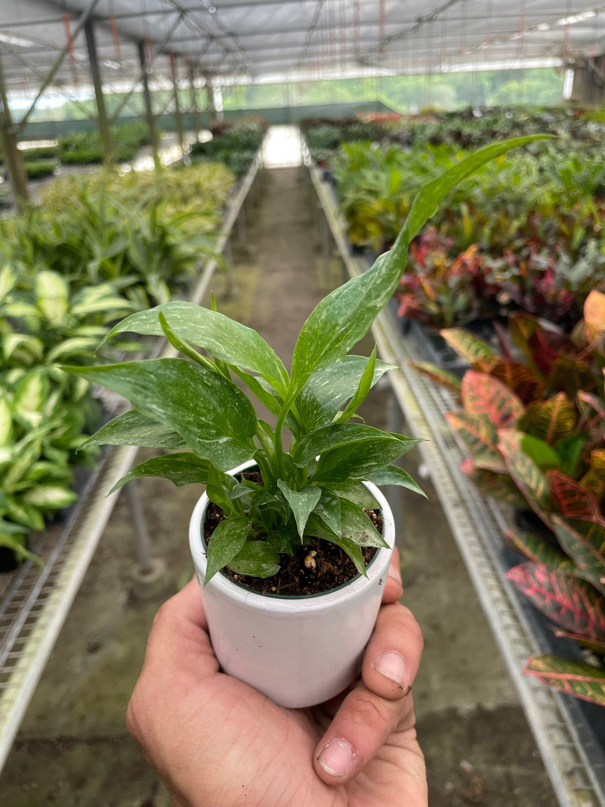 Variegated Spathiphyllum 'Domino' 4” NURSERY POT ONLY
