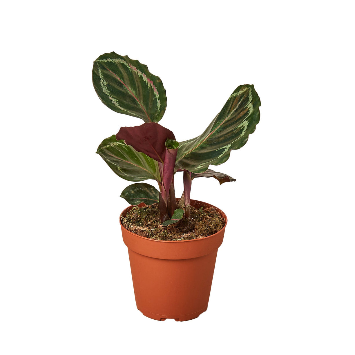 Calathea Roseopicta 'Medallion' - 4" NURSERY POT ONLY
