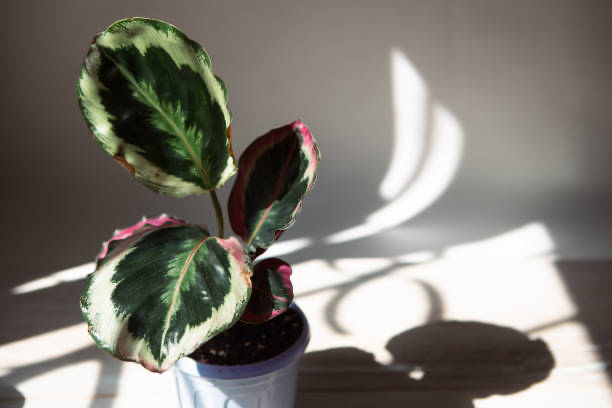 Calathea Roseopicta 'Medallion' - 4" NURSERY POT ONLY