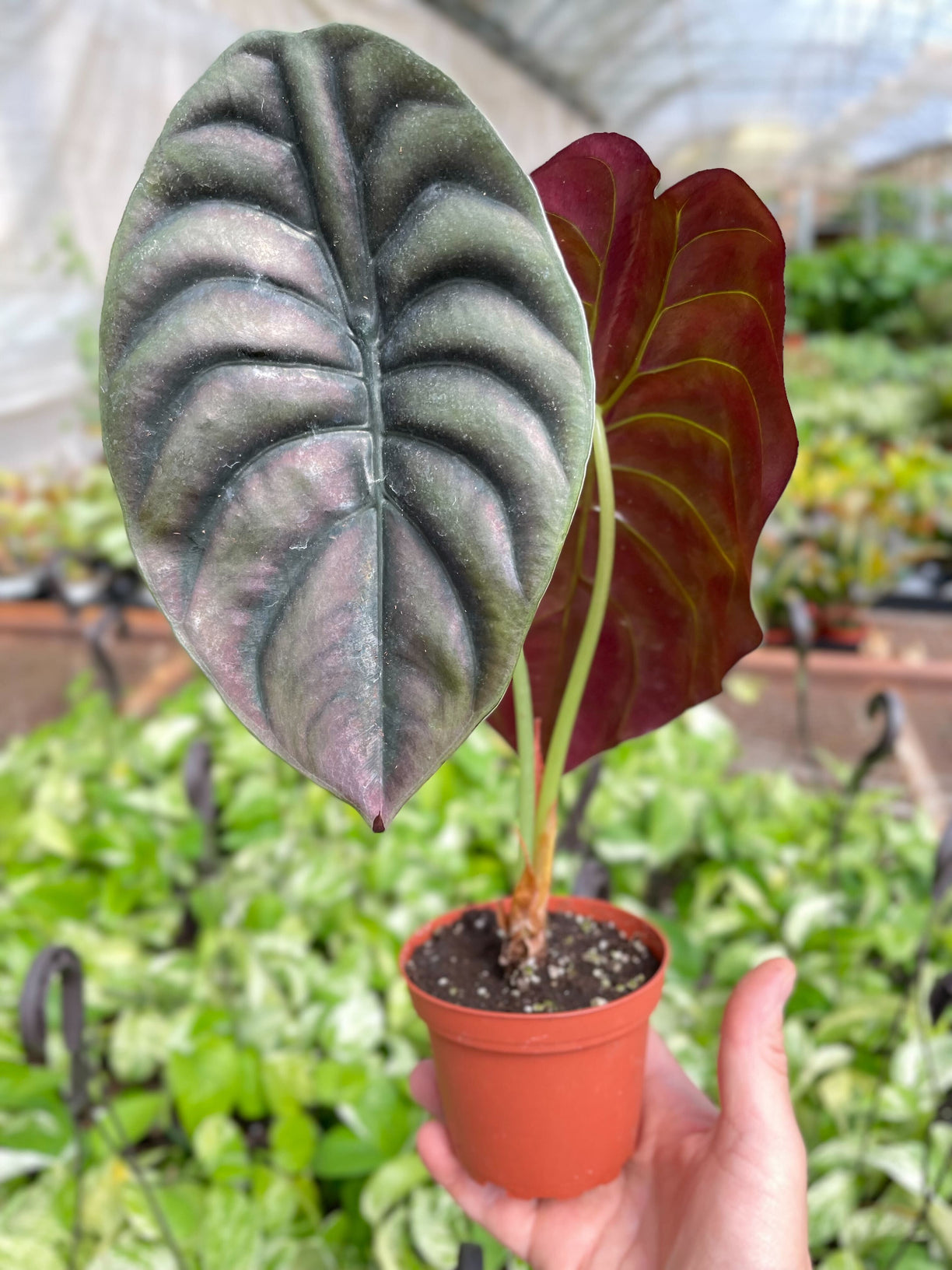 Alocasia 'Red Secret' 4” NURSERY POT ONLY