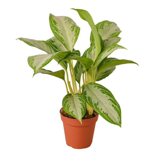 Chinese Evergreen 'Silver Bay' 4” NURSERY POT ONLY